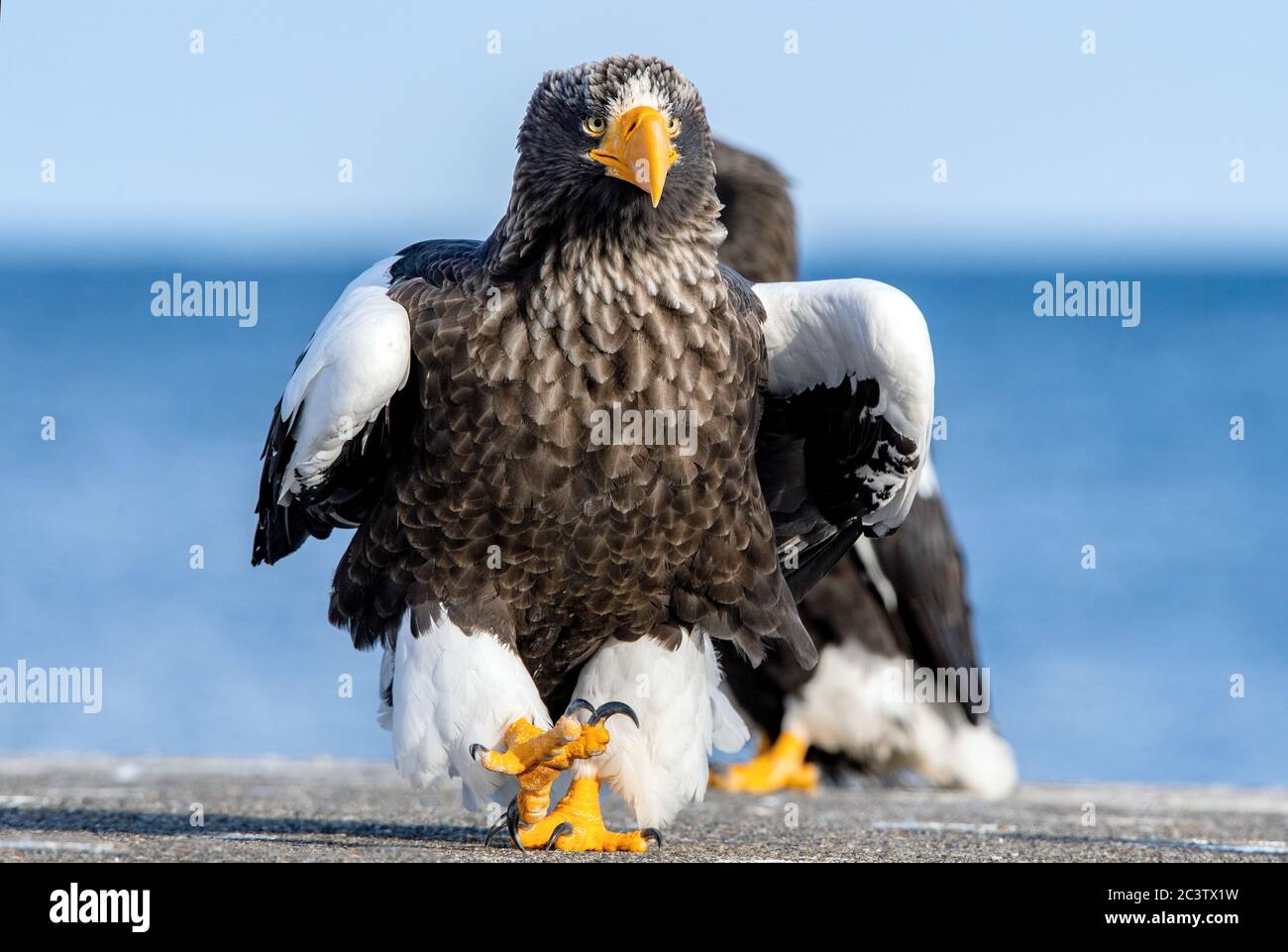Erwachsene Steller`s Seeadler. Nahaufnahme, vorne, Porträt eines wanderenden Adlers. Wissenschaftlicher Name: Haliaeetus pelagicus. Blauer Meereshintergrund. Stockfoto